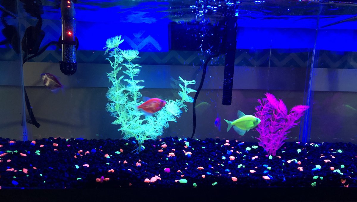 4willsamanda's tweet image. Meet our newest additions! @PetsinClassroom #glofish