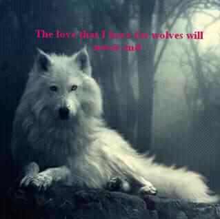 Kaymo_wolf's tweet image. The love I have for wolves will never end