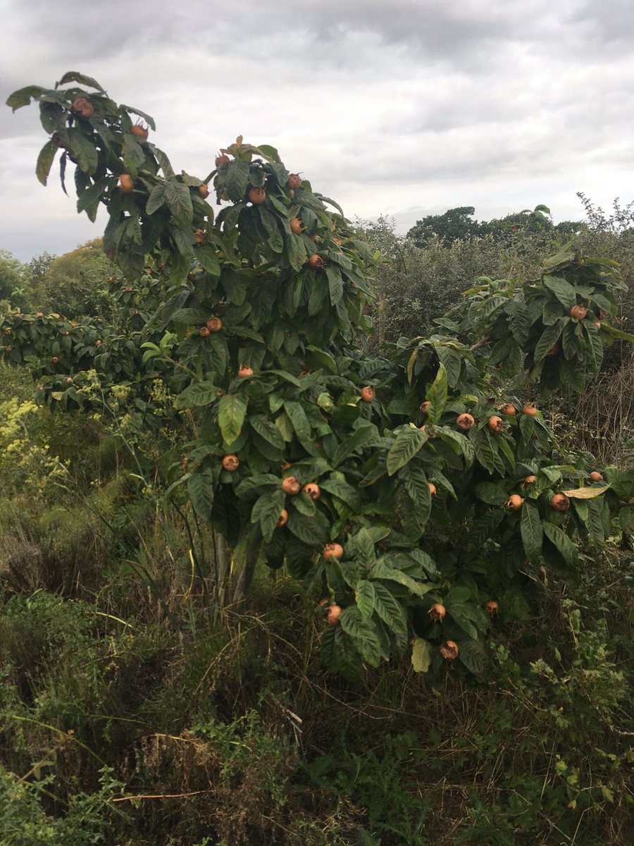 The Medlars are coming once they become bletted and have developed that aromatic flavour. Keep an eye out for all our New Autumn Courses <a href="/TheKitchenatCG/">TheKitchenatCG</a>