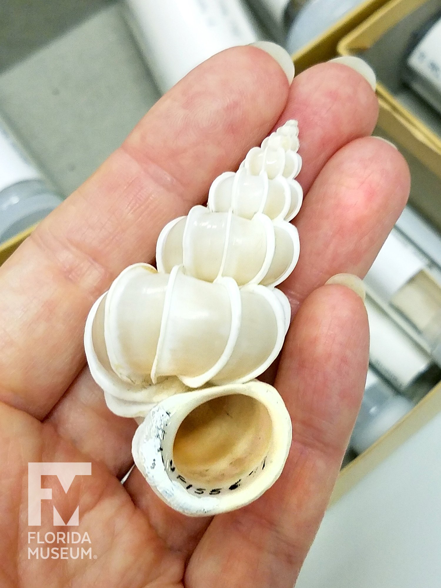 Florida Museum on Twitter: 