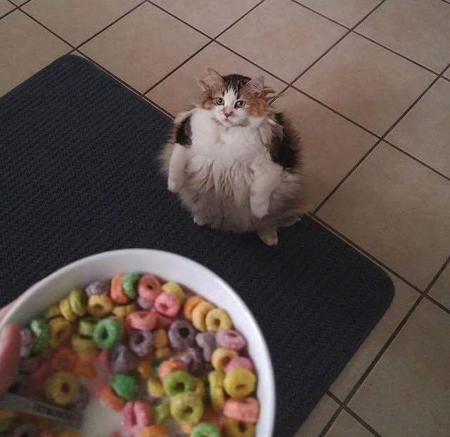 Brother Can I Have Some Loops