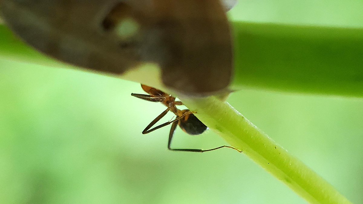 DCKina's tweet photo. An #ant.
This ant was taken by #Samsung #GalaxyS9plus with 2.8X #HDMacroLens
https://t.co/c73vtbpkXf
#ants
#macrophotography #macrophoto #closeup #macrolovers #bee #dragonfly #hoverfly #ladybird #spider #flower #caterpillar #grasshopper #bug #insect #insects #MacroPhotography https://t.co/Q9hPHfvh0k