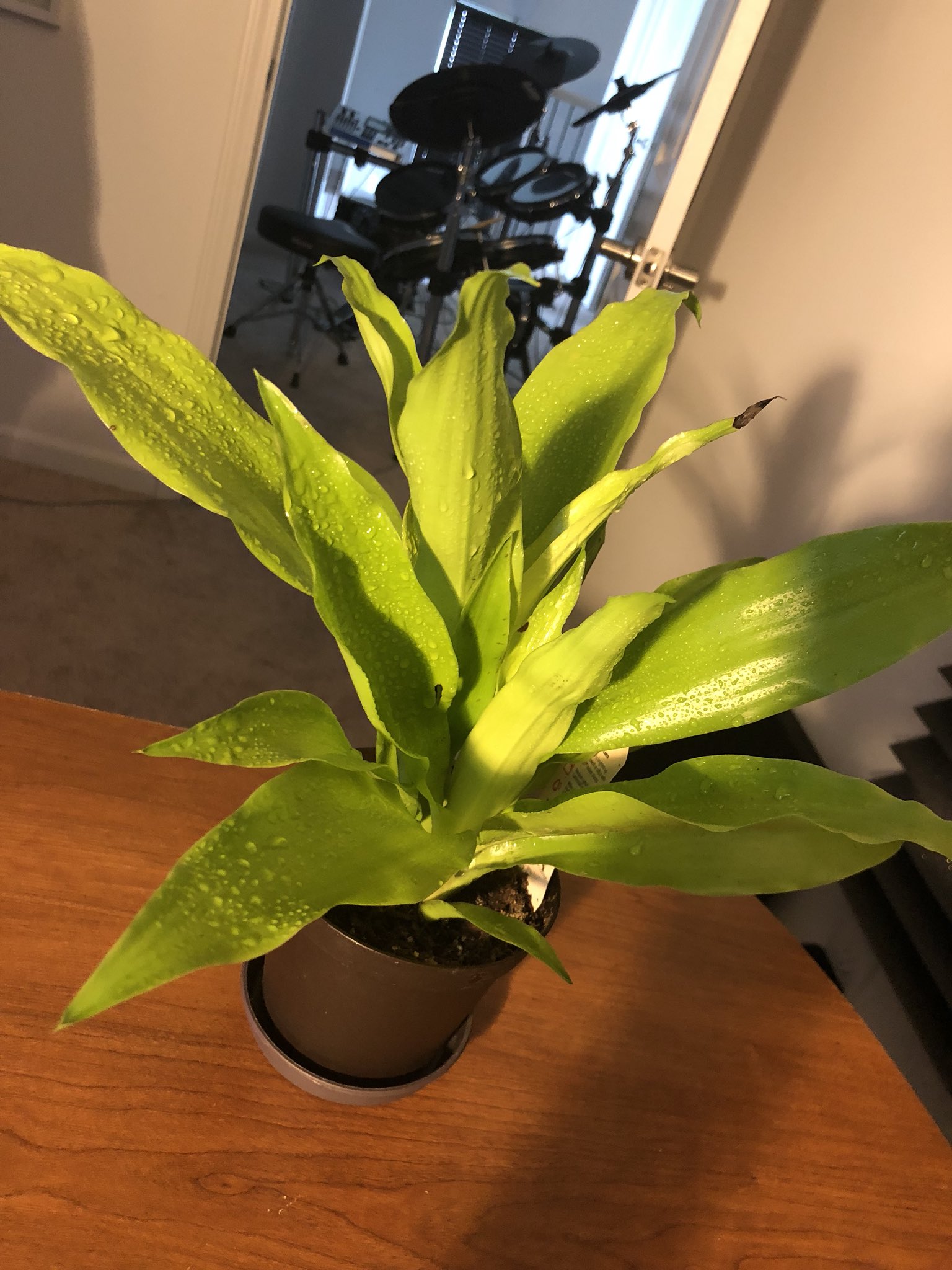 Momo the plant