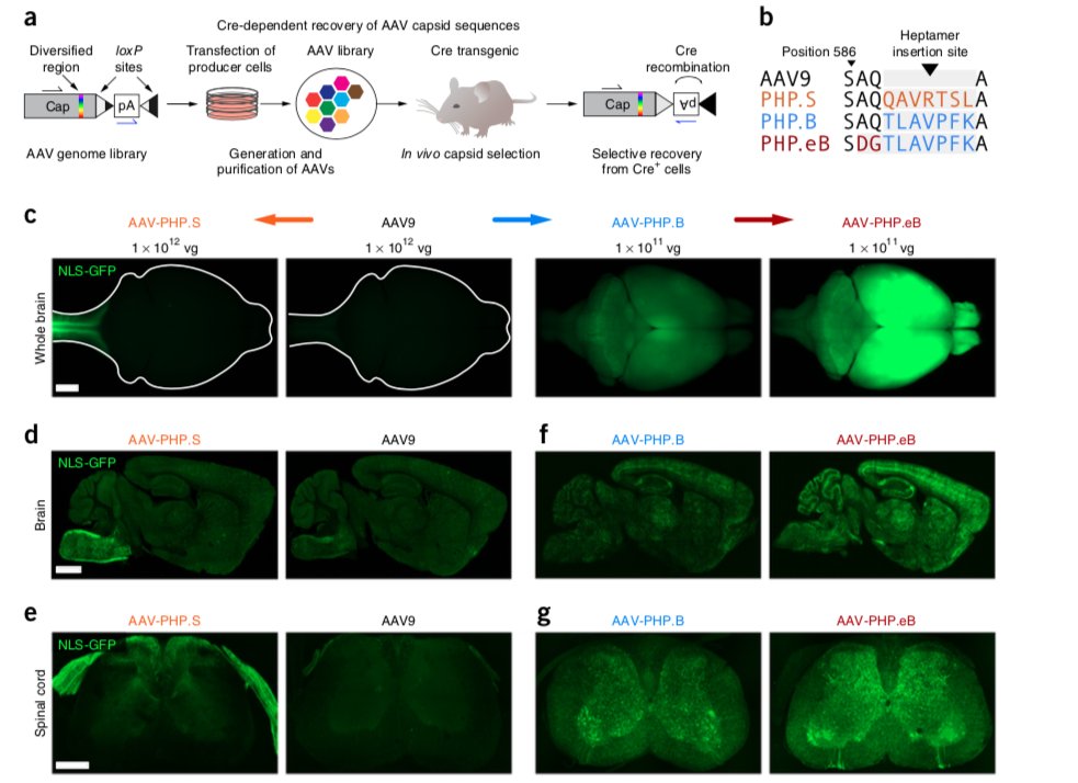 Addgene New Cre Php Eb Viral Vector Penn v Hsyn Hi Egfp Cre Wpre Sv40 Addgene Via James M Wilson Penn And Viviangradinaru T Co Ifrh8w0e0x T Co Zh0radc7sb