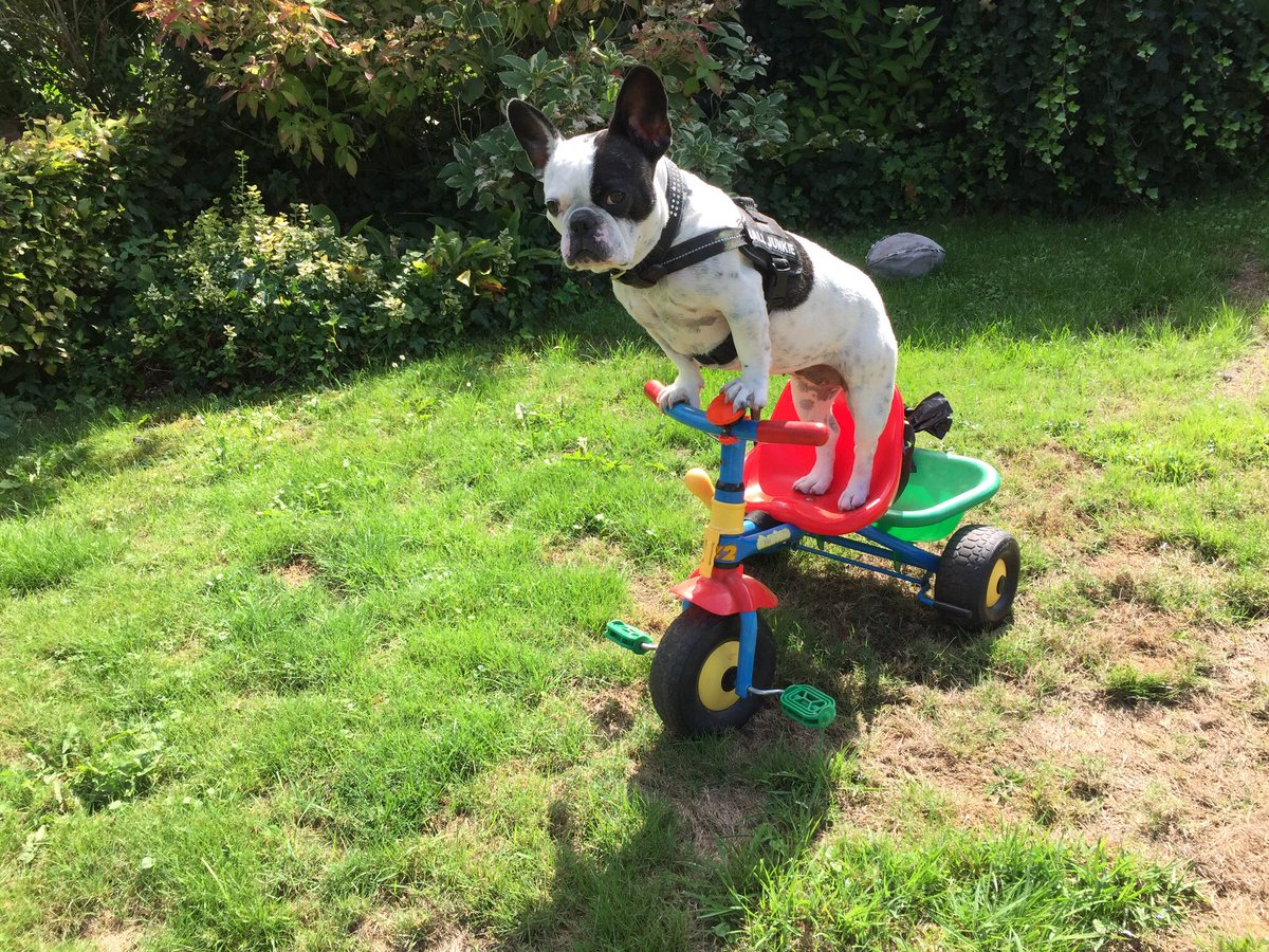 fientweet's tweet photo. I want to ride my trycycle. https://t.co/z6arQWdUzv