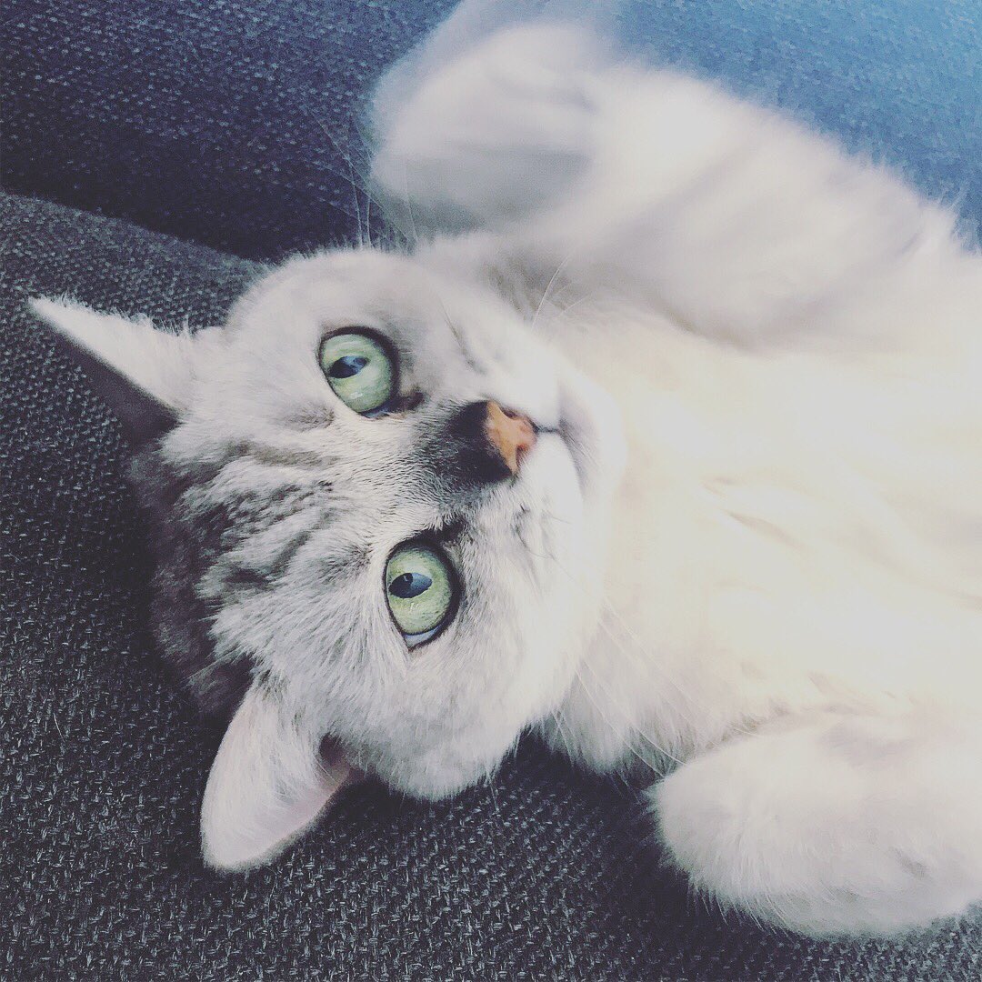 iamjustdebz's tweet photo. Lieve volgers en (nog) niet volgers.
Ik doe samen met mijn kleine, grijze, furry, schattige monstertje mee met een fotowedstrijd van het NRC. 
Zouden jullie op ons willen stemmen?
STEMMEN + RT = LIEF 😻💕

https://t.co/s4o9E7mbad?

#nrc #fotowedstrijd #nikon #kameraxpress https://t.co/dMZA8H4LlV