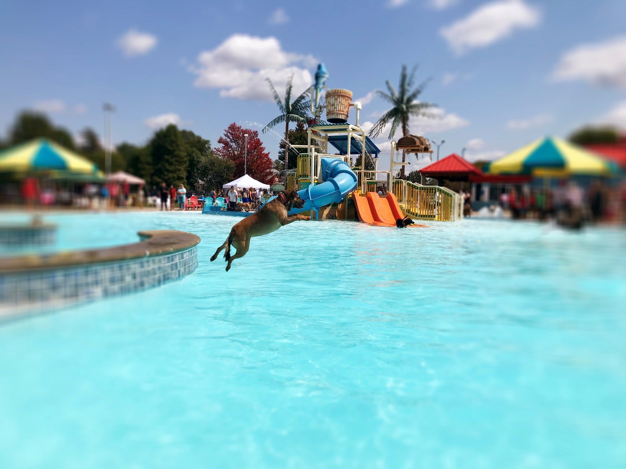 NortheastFamilyYMCA on Twitter "Join us for our 5th Annual Dog Swim