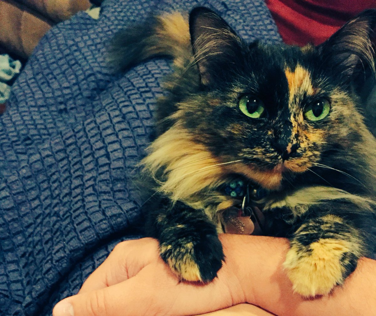ModernSuspects's tweet photo. #bandcat #calypsodcatso https://t.co/ijOfB15mZv