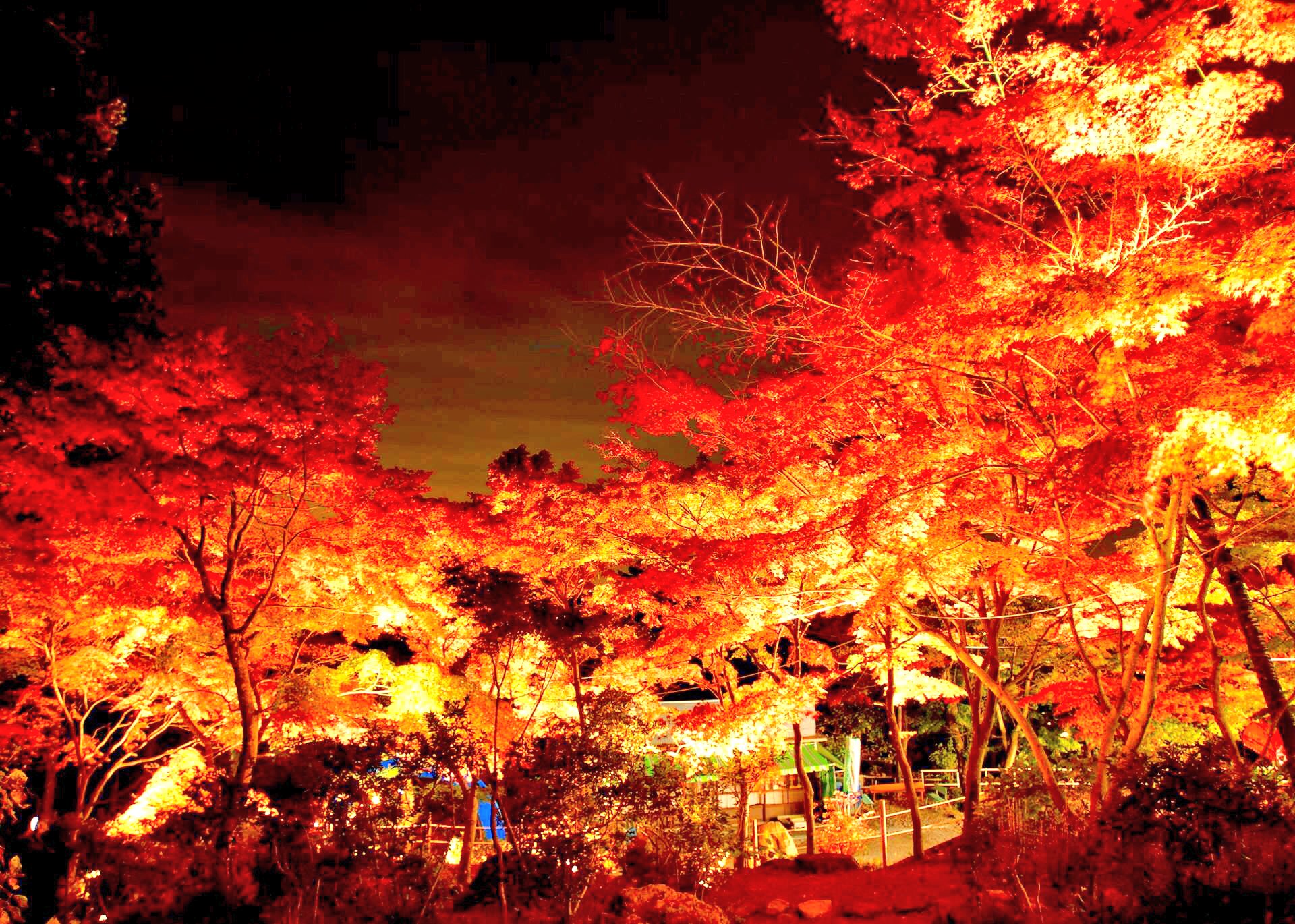 名前などない 今日は久々千葉 茨城の絶景 スポット紹介 これから紅葉の時期だよね 紅葉って言ったら筑波山紅葉 夜間 ライトアップしょ ケーブルカーに乗りながら ライトアップした紅葉が見れ るんだよねー 土日祝の17 00 00 機会があったらお