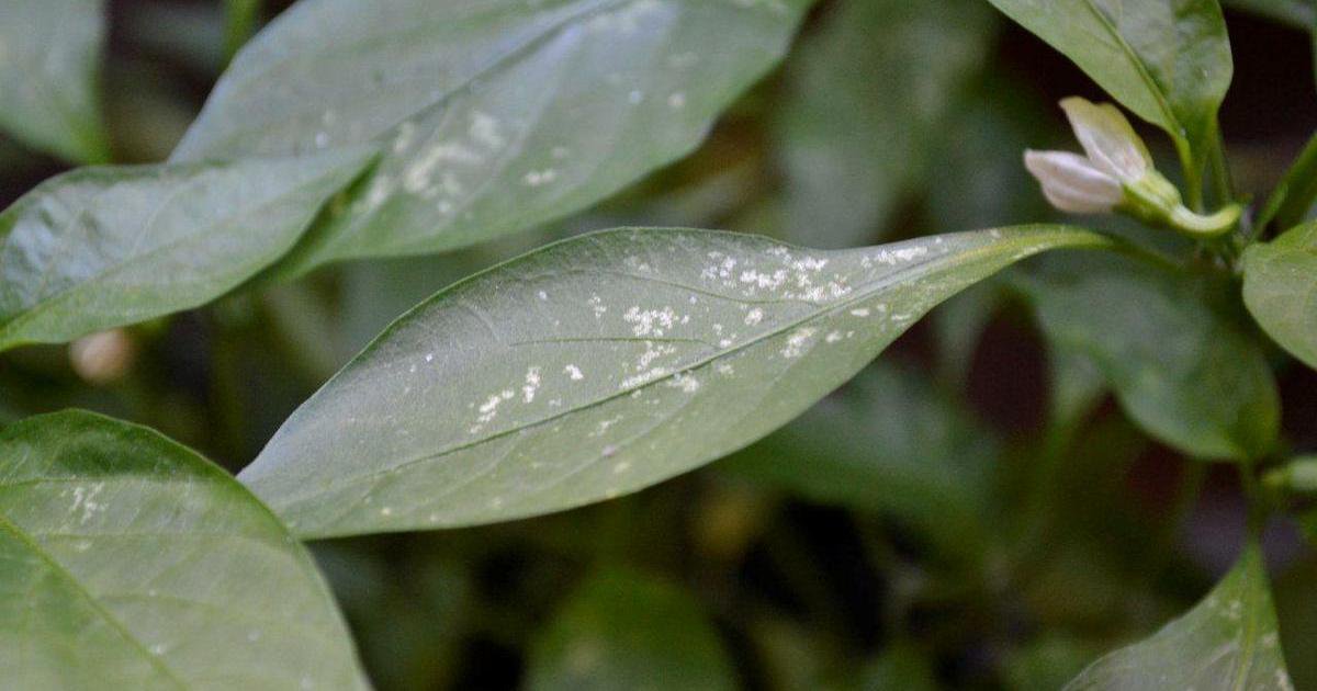 ¿Hojas de albahaca con puntos blancos? ¡Detecta el origen del problema y acaba con él! bit.ly/2ONmt1O