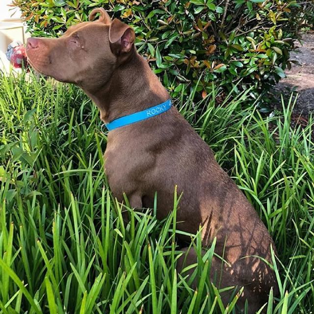 hotdogcollars's tweet photo. @rockythe1eyelove you look great in your custom @hotdogcollars collar 🌟
.
.
.
.
#HotDogOfTheDay #ImAHotDog #DogOfTheDay #DogDaily #DogsOfInstagram #DailyBarker #DogDailyFeature #DailyDogPost #Feature #DogCrush #HotDog https://t.co/vGmzIL6yn3 https://t.co/caLPmgIIAs