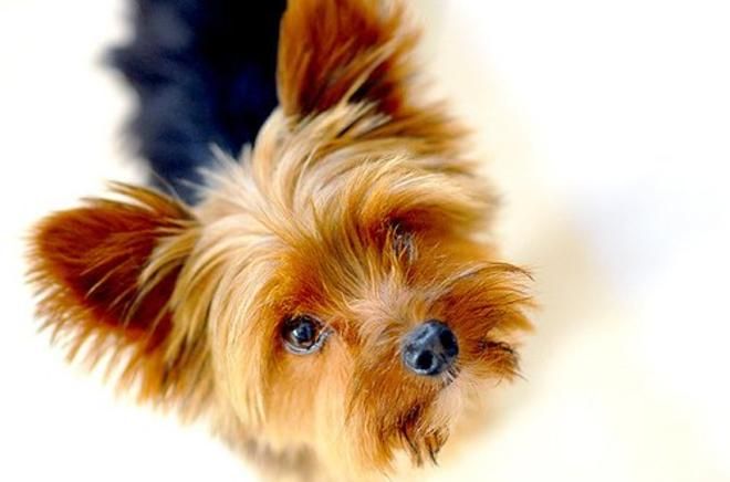 TheYorkieTimes's tweet photo. Does it every feel like every bite you take is being watched? No?
Maybe it's just me...! https://t.co/soYvX5kPmq #everybite #yorkies #dogsoftwitter https://t.co/jD6lmbxKYA