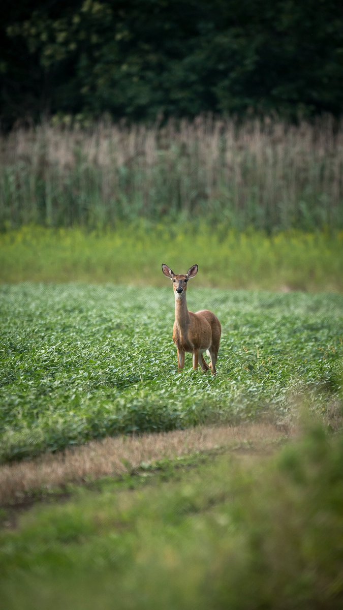 MCTProductions_'s tweet image. Dinner time!

#deer #wildlife #photography #field #dinner #hungry
