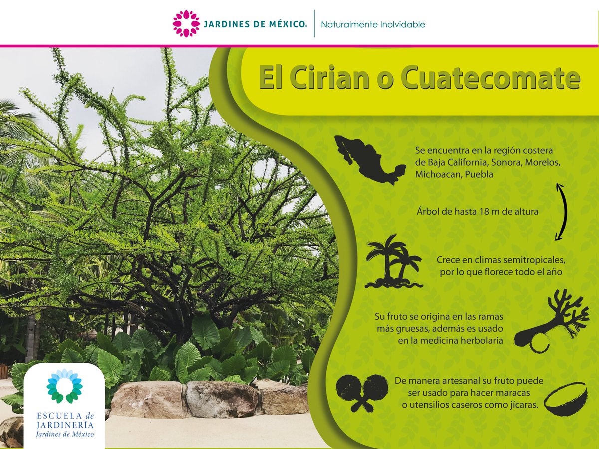 jardinesdemex's tweet photo. Dentro de nuestros jardines, podrás encontrar varios árboles llamados #cirian o #cuatecomate. ¿Sabías que su fruto es usado para hacer instrumentos musicales, como las maracas? #EDJ #NaturalmenteInolvidable https://t.co/LWNWJh49bG