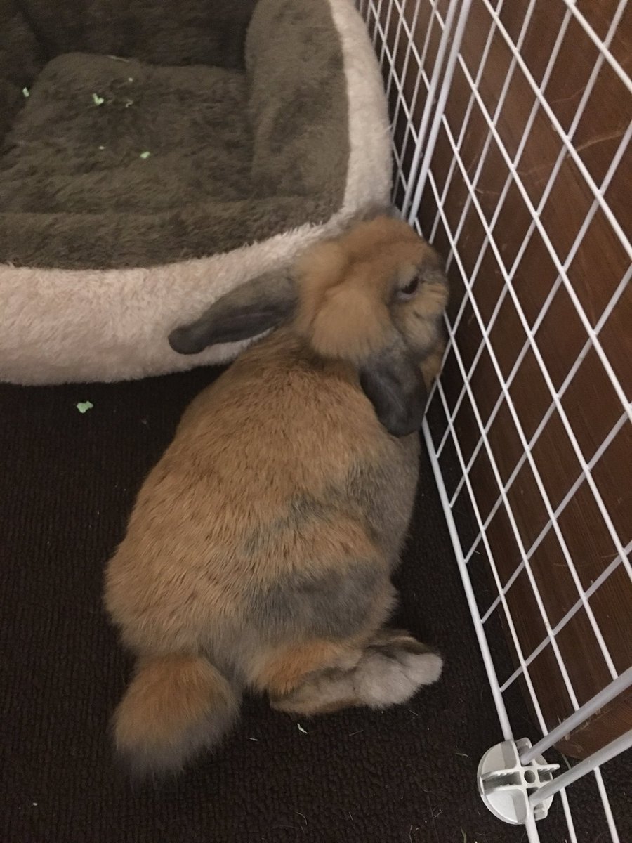 TheLittlestLop's tweet photo. Here’s my special secret! I got a new cuddle buddy! His name is Oliver, he is younger than me and has floppies ears. Mom and dad are getting us bonded and so far he seems like a good fit! #bunnylovers #newfriends #lop #cutie https://t.co/9fc5jkOuGt