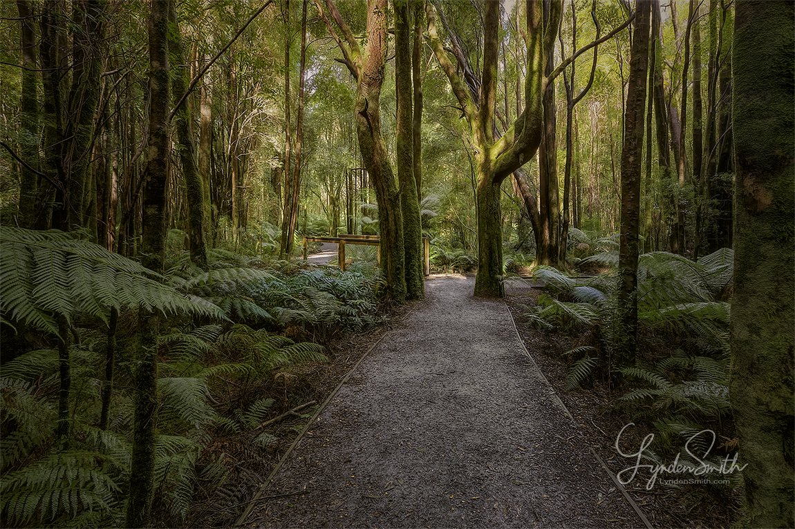 LyndenJSmith's tweet photo. Photo of the day, 'LIGHT AT THE END OF THE TUNNEL'. Full daily blog & pic at https://t.co/hbuYp2wNHy #potd #NelsonFalls #Tasmania #Australia https://t.co/XzGp4NHrT3