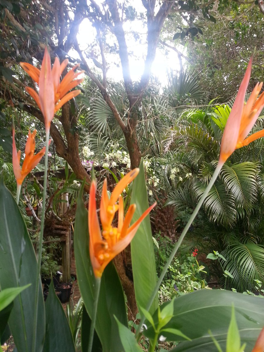 natvrd's tweet photo. #garden #tropicalgarden #mygarden https://t.co/OjDIIPZeaK