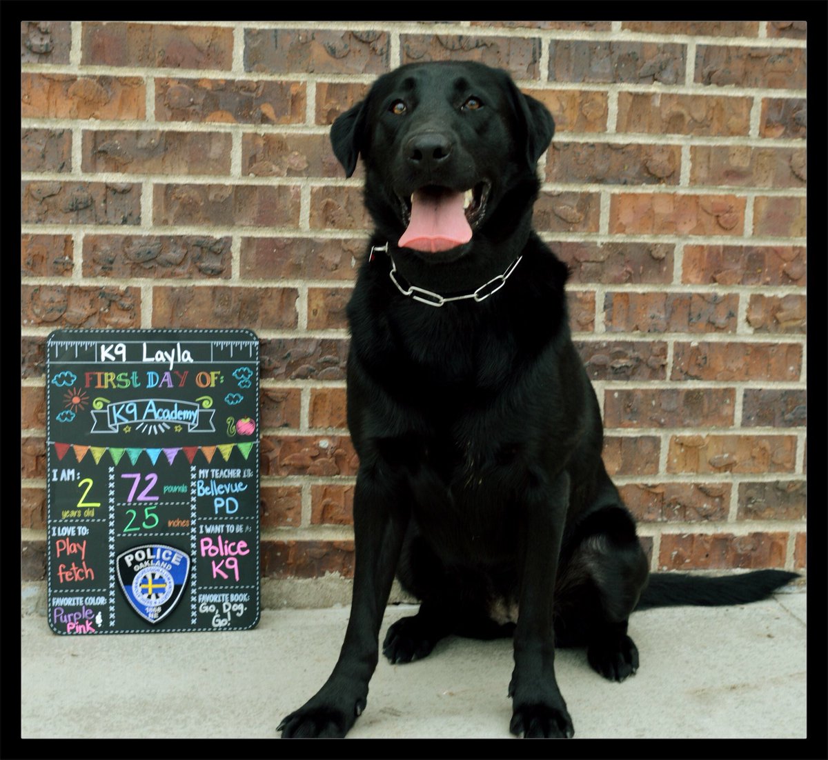 Throwawaydogs's tweet photo. Sorry guys ... THIS is the best 1st day of school picture I have seen yet!!!
#firstdayofschool
Good Luck Throw Away Dogs K9 Layla!
#ThrowAwayDogs
#K9Layla
#Ck9a
#NarcoticDetection
#OaklandPD
#RescueDogToWorkingDog
City of Oakland, NE Police Department https://t.co/YvhG1wSJf0