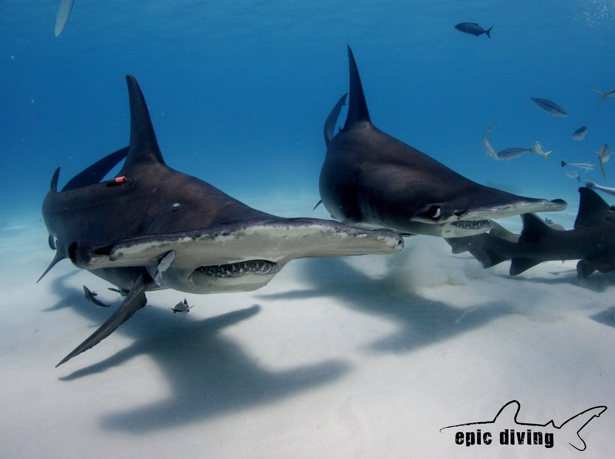 epicdiving's tweet photo. Two for Tuesday! Canβt wait for #greathammerhead season! #bimini #bahamas #savesharks #nowasharkcull #sharkdive #shoutout #photography #picoftheday #findyourhappiness https://t.co/JmXUvioNB4