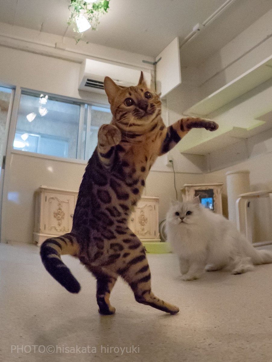 久方 広之 のら猫拳 בטוויטר ベンガル猫の野性味のある猫ダンス 久方 広之 のら猫拳 בטוויטר ベンガル猫の野性味のある猫ダンス