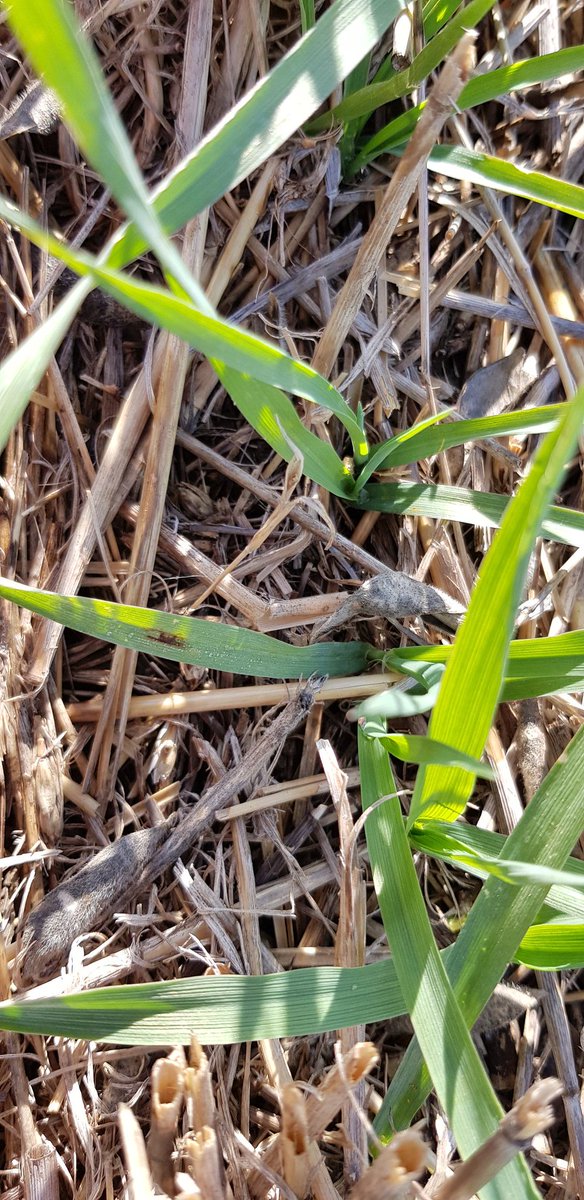 Esteban Bilbao tweet media