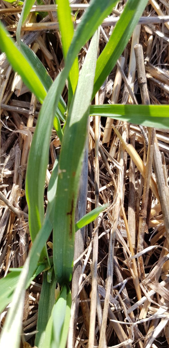 Esteban Bilbao tweet media