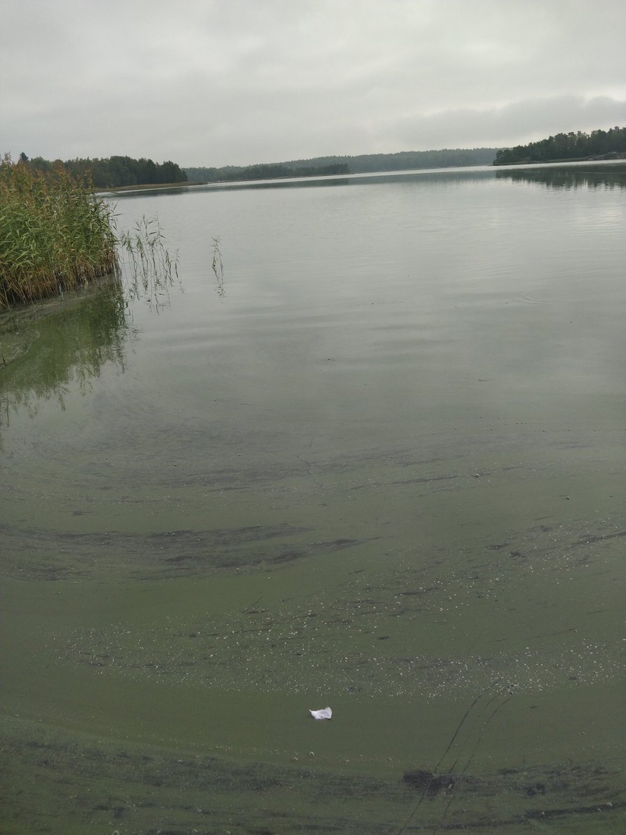 PessuRanta's tweet photo. Kustavin mökkiranta tänä aamuna 5.9.2018,  klo 08.30. Mitäpä jos osa maataloustuesta maksettaisiin siitä, että vesistöjen läheisyydessä ei lannoiteta? https://t.co/wQkAxrR3mF