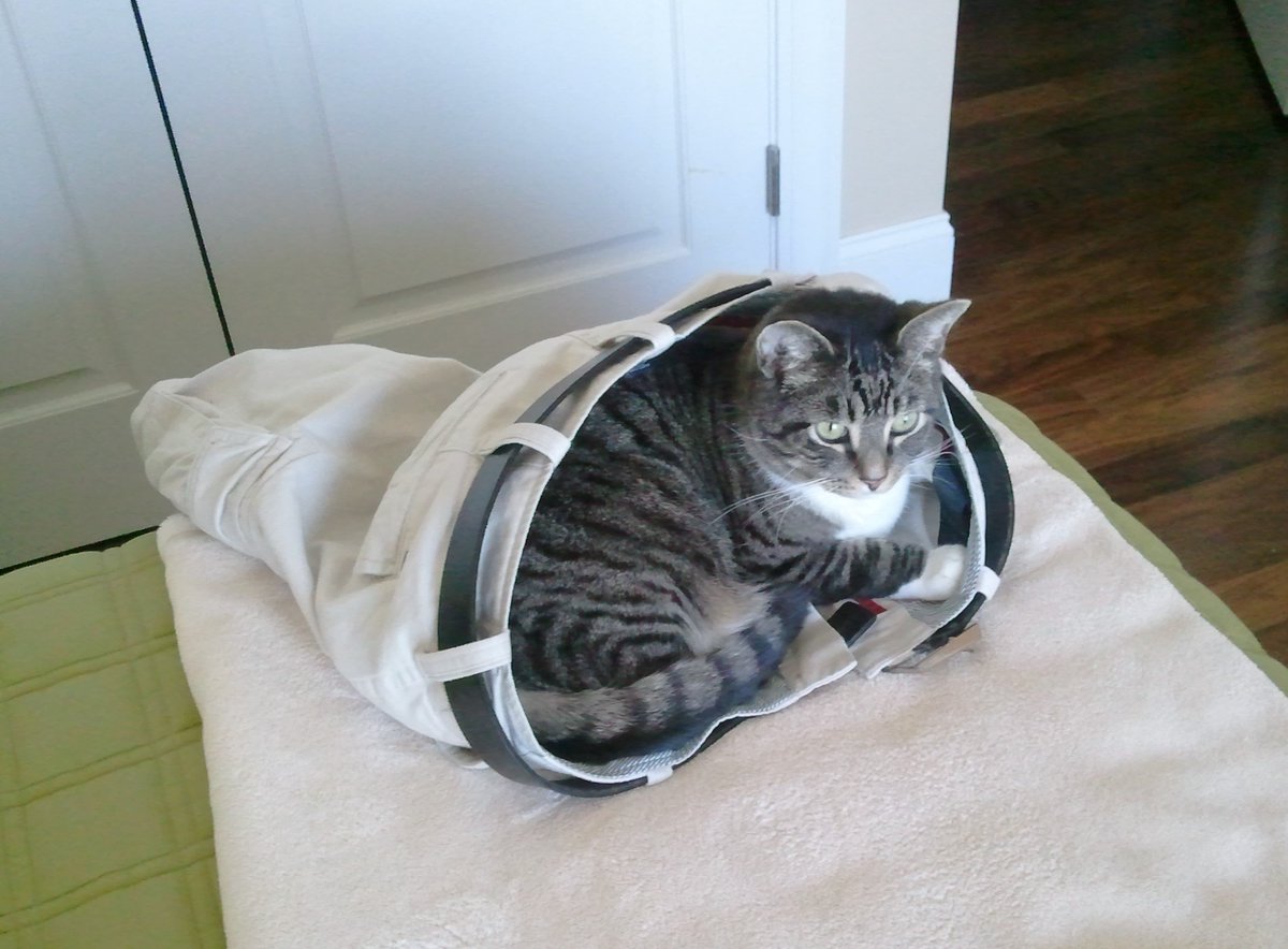 MarleynBoo's tweet photo. Marley says if it fits I sits.  #ifitfitsisits #catsoftwitter #catstolemypants https://t.co/W1hS7URkI5