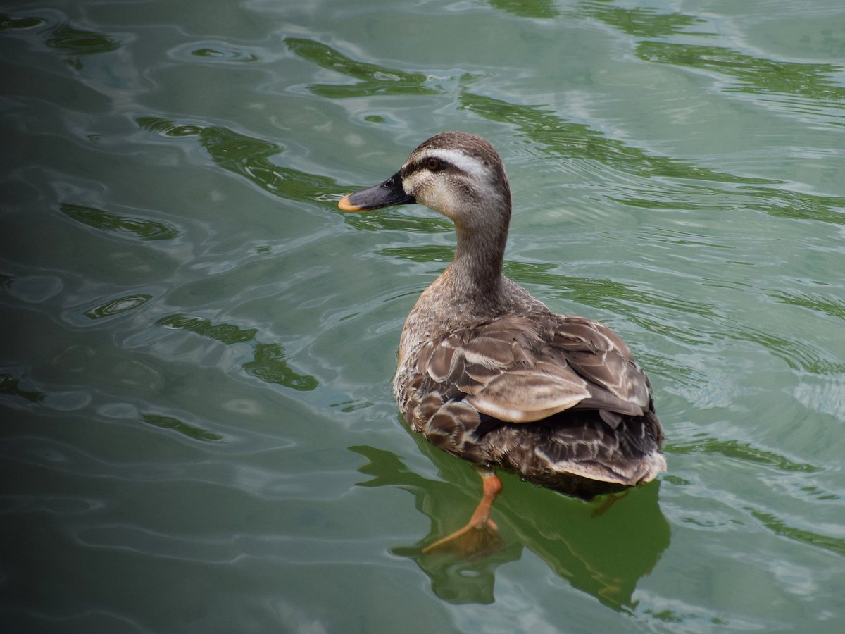 ちびこ در توییتر 足 かわいい すいすい水曜日 カルガモ