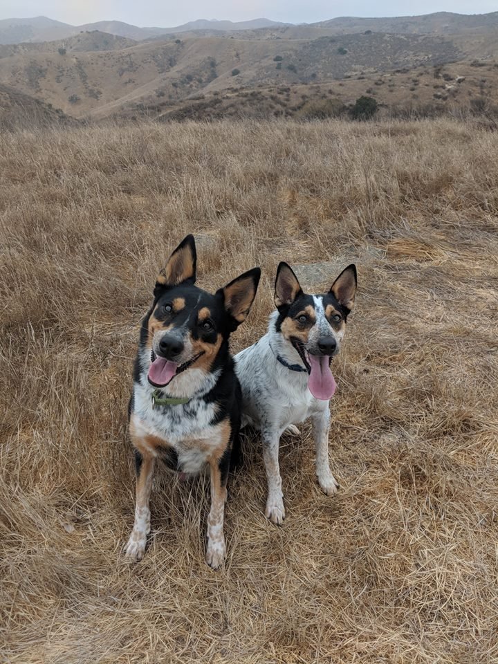 RiotEmil's tweet image. Took the boys out for a hike this weekend!