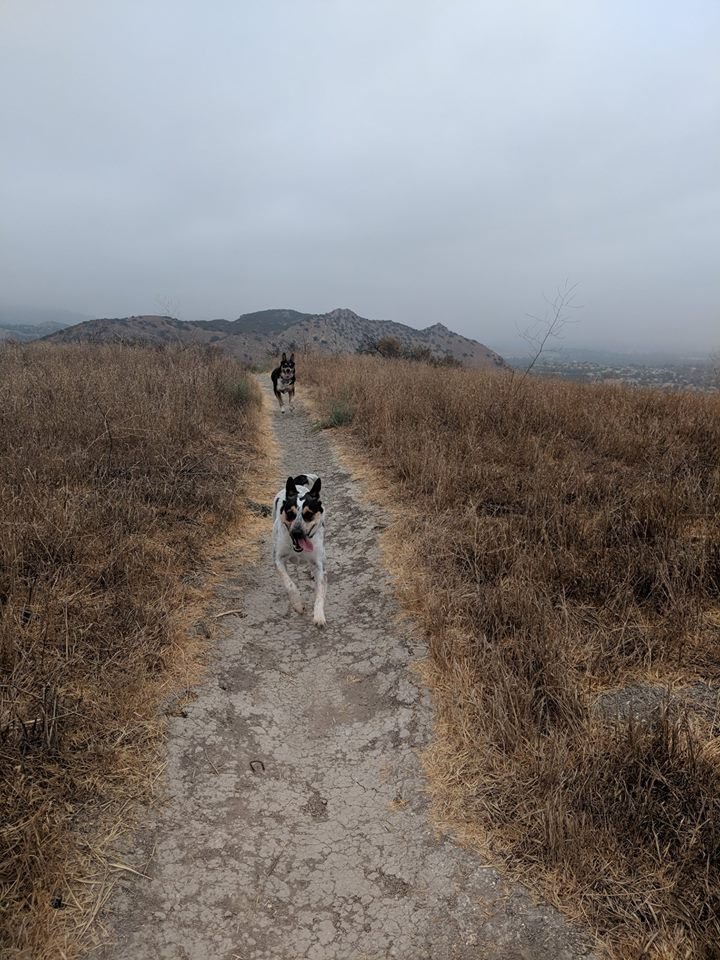 RiotEmil's tweet image. Took the boys out for a hike this weekend!