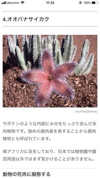 調べたらサボテンですらなかった サボテンだと思って育てたら 謎の臭い花 が咲いた話が話題に ねとらぼ