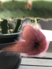 調べたらサボテンですらなかった サボテンだと思って育てたら 謎の臭い花 が咲いた話が話題に ねとらぼ
