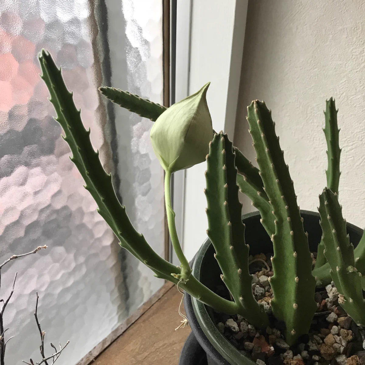 3年かけて育てたサボテンww花が咲いた！！と思ったら最悪の結末に・・・
