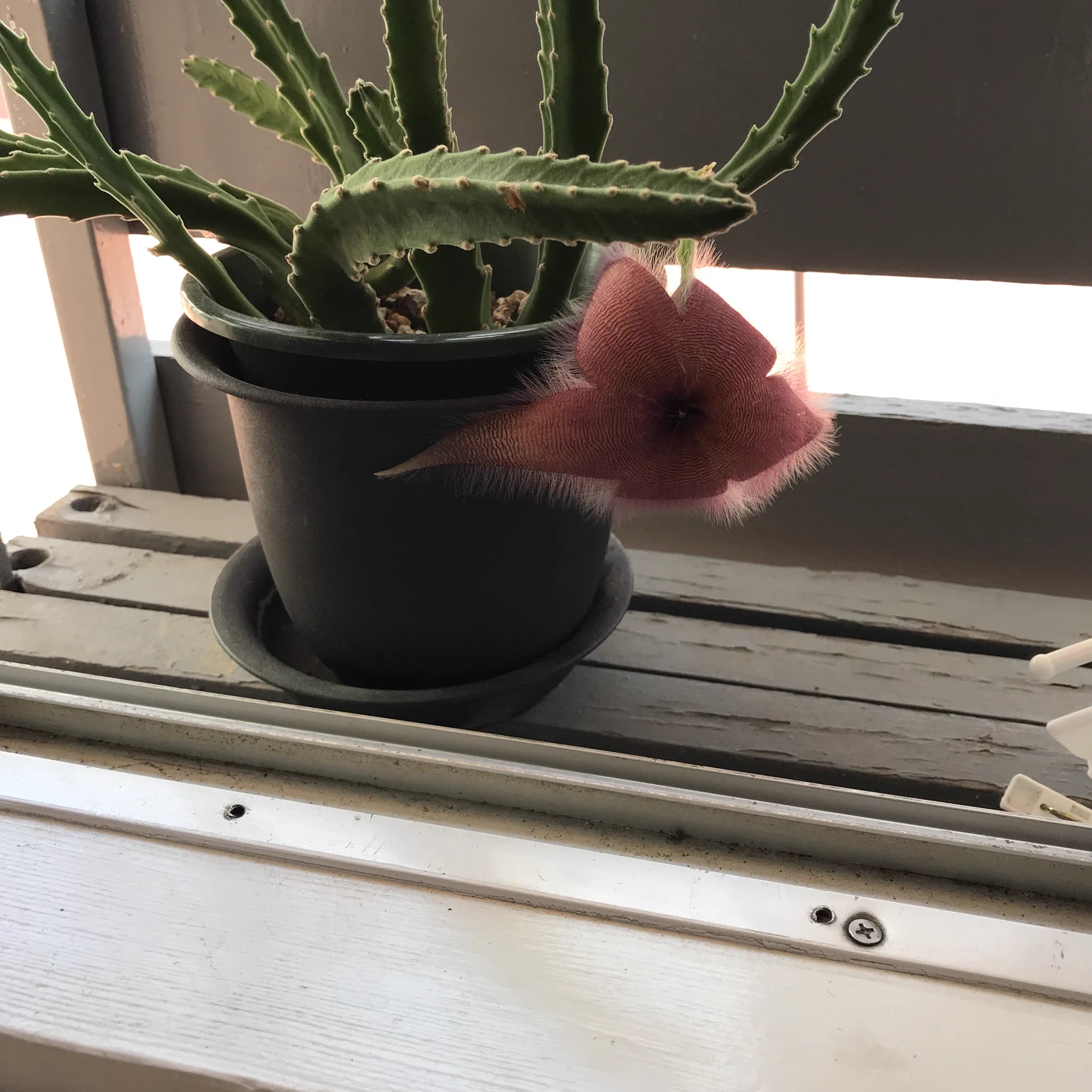 3年かけて育てたサボテンww花が咲いた！！と思ったら最悪の結末に・・・