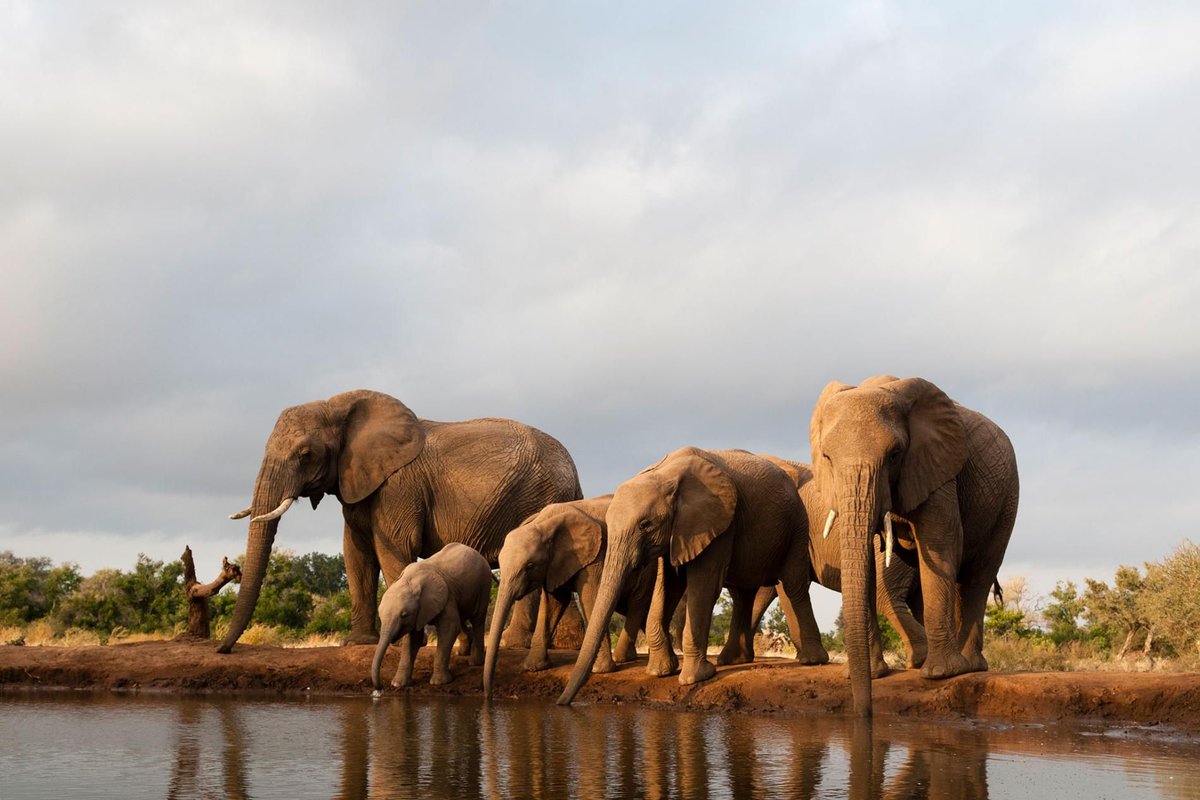 GlobalElephants's tweet photo. 87 #Elephants Killed by Poachers in Africa’s ‘Last Safe Haven’
Experts explain how the slaughter could happen in Botswana, which may no longer be the refuge it’s long been thought of. https://t.co/xm3K2MJZjg @NatGeo #wildlifecrime #poaching https://t.co/B5oCUg4HBh