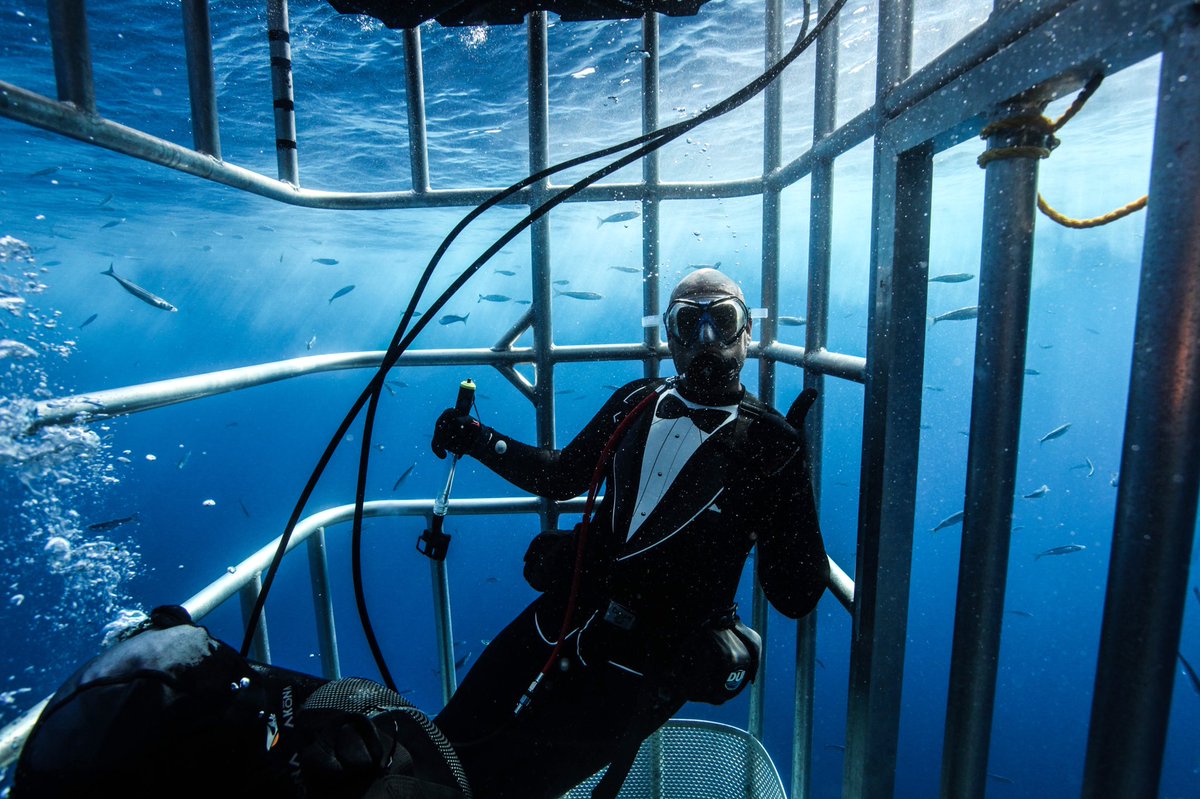 Horizonsharks's tweet photo. Our #Guadalupeisland shark divers are 70% cooler than “other” #sharkdivers let’s dive! #firstdayofschool #Wanderlust #ACloserLook #adults #BeAlpha #cagediving #diver #diversesharks #diving #divesite #FeelTheWins https://t.co/i9cPB5mZbl