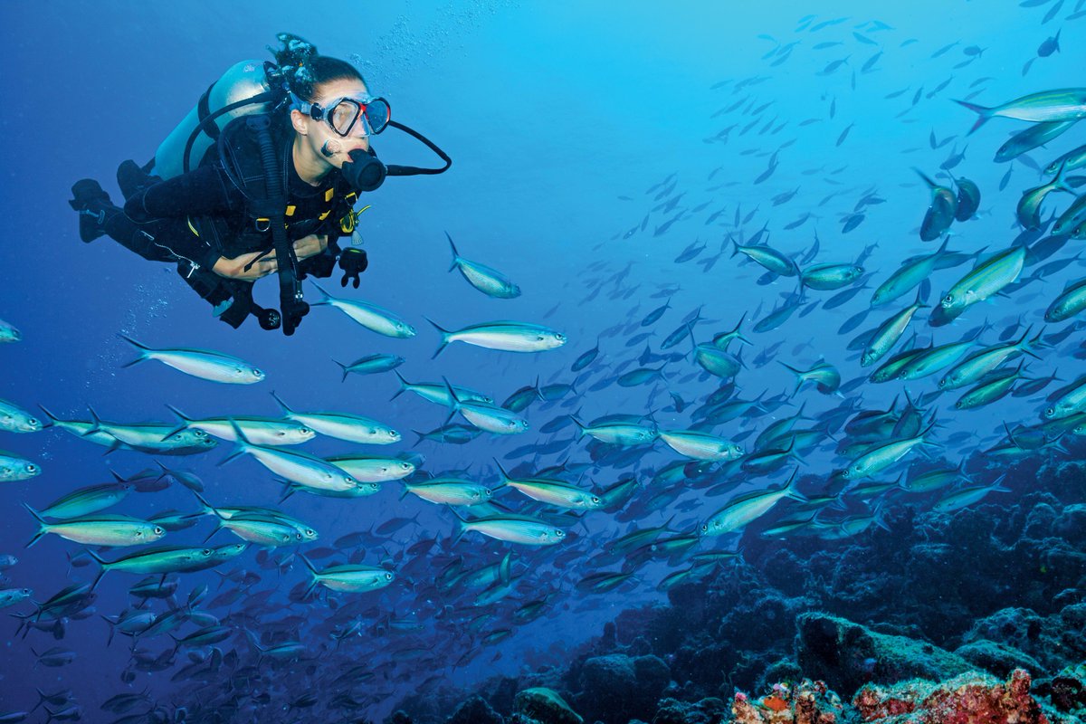 'For divers who prefer the comforts of an #island resort, we highly recommend staying at the @WaAleResort, where many #dive hotspots are located in the immediate vicinity.'
More @GoAsia article: bit.ly/2oDLYXI
#divewaale #merguiarchipelago #waaleislandresort #mergui