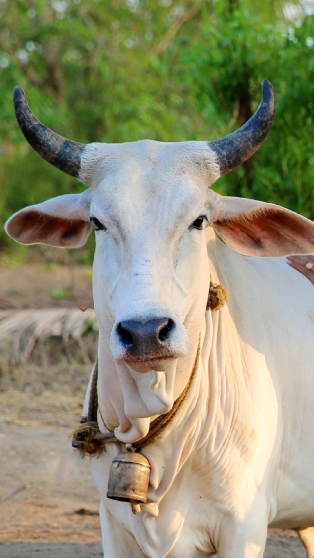 Pin on Gau Mata