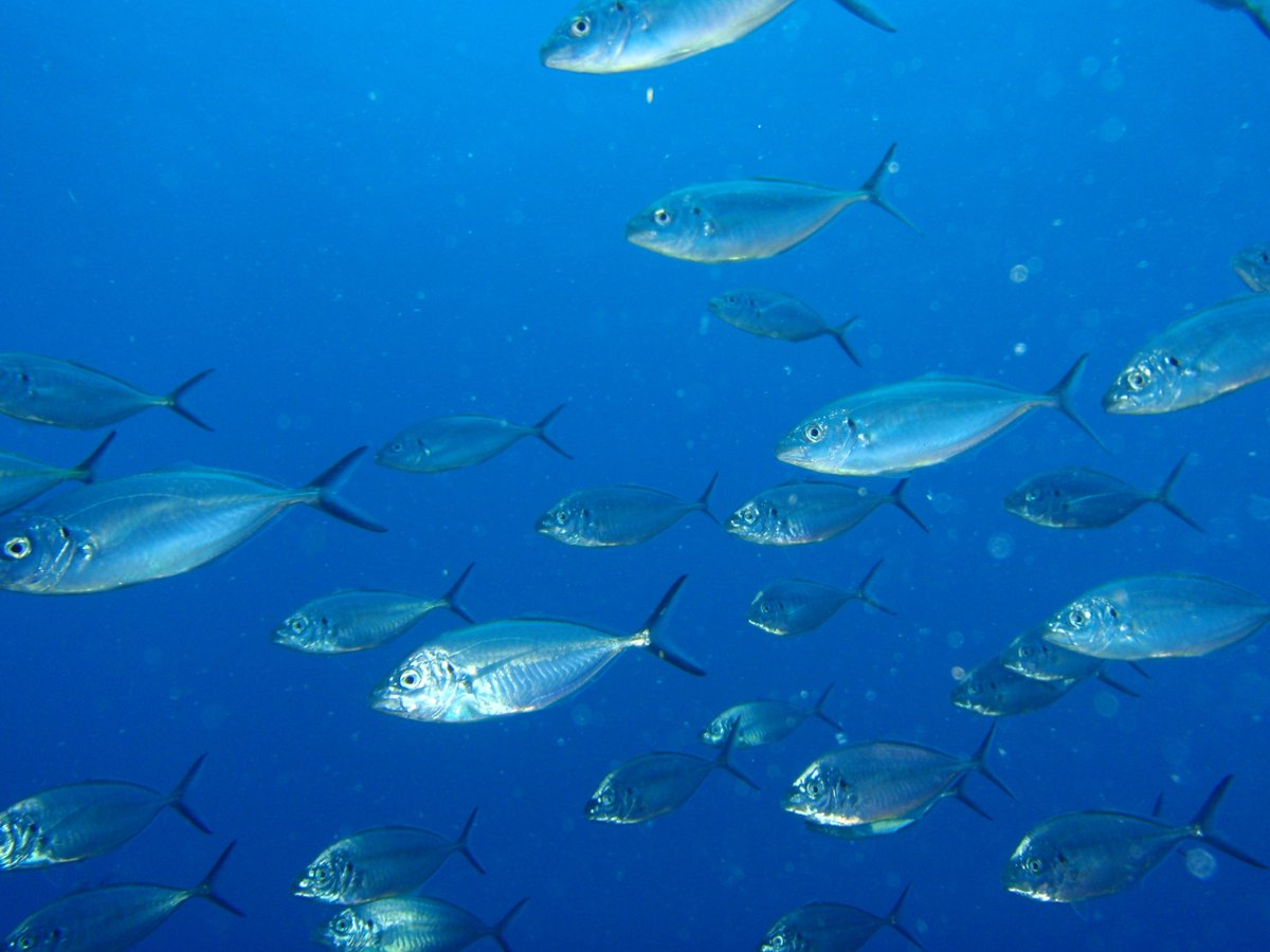 OtletResearch's tweet image. We&apos;ve got scientists looking for heads or otoliths from silver trevally (Pseudocaranx georgianus), collected from South Australia. Do you or someone you know have these samples? RT or log on otlet.io  and help a fellow scientist out! #samplesforscience