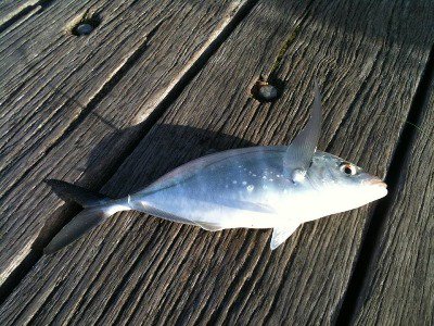 OtletResearch's tweet image. We&apos;ve got scientists looking for heads or otoliths from silver trevally (Pseudocaranx georgianus), collected from South Australia. Do you or someone you know have these samples? RT or log on otlet.io  and help a fellow scientist out! #samplesforscience