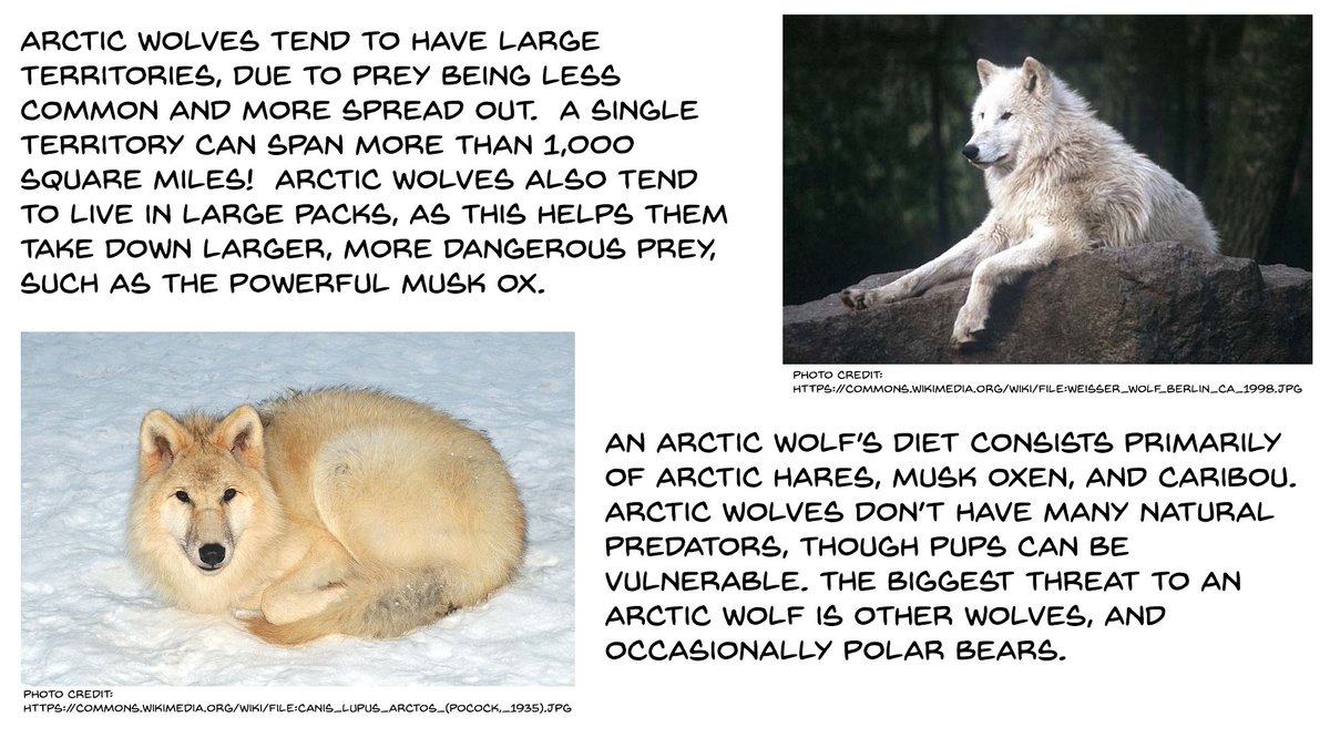 raidensquest's tweet photo. Happy #NationalWildlifeDay !  To celebrate, we're comparing the wolves of #GuardiansAdvent and #RaidensQuest with the wolves of the real world!  First up is Toki and the Northern Wolves, vs. their real world counterpart the arctic wolf! https://t.co/ugkDCUWgu8