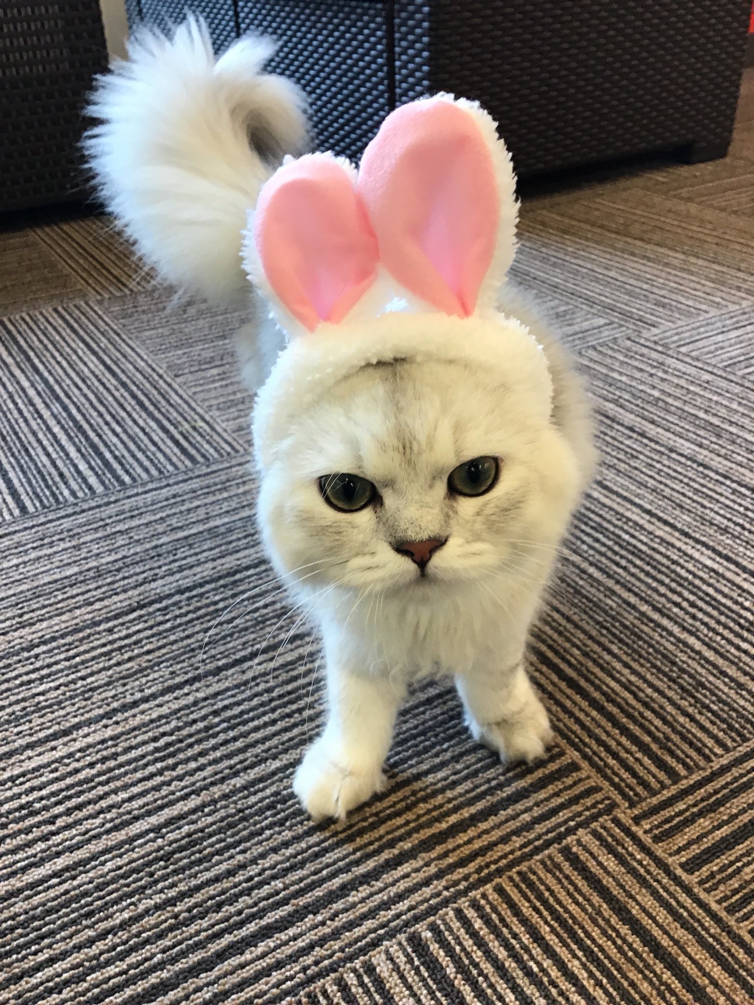 猫カフェmyao Na Twitteru 猫カフェなのにうさぎちゃんが と思ったらうさ耳つけたシルク君でした X 猫カフェmyao 猫カフェ 千葉中央 千葉駅 千葉市内 猫好き T Co Tucv4sv5s6 Twitter