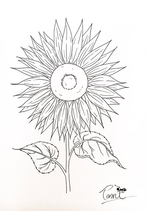 こんにちは?
皆さま ご無事でしょうか?

ヒマワリの絵を描きました?
線画です! 