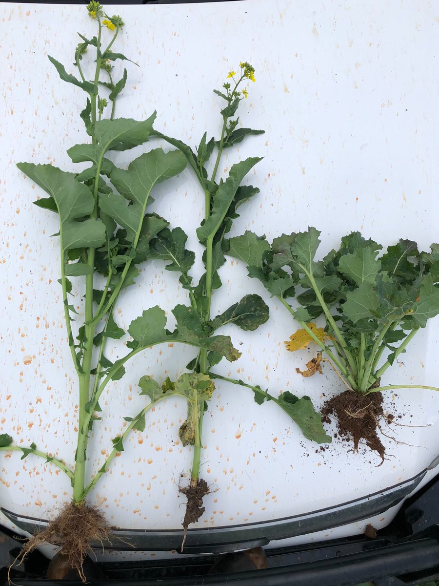 45Y91, Wahoo &amp; Hyola 970 showing big biomass &amp; growth stage variations.. Yield data will be fascinating <a href="/GorstRural/">Gorst Rural</a>