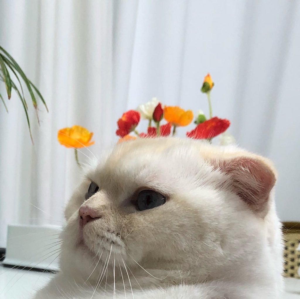vibbowp's tweet photo. ซุนมูกับดอกไม้ https://t.co/JyQV0kF5Ic
