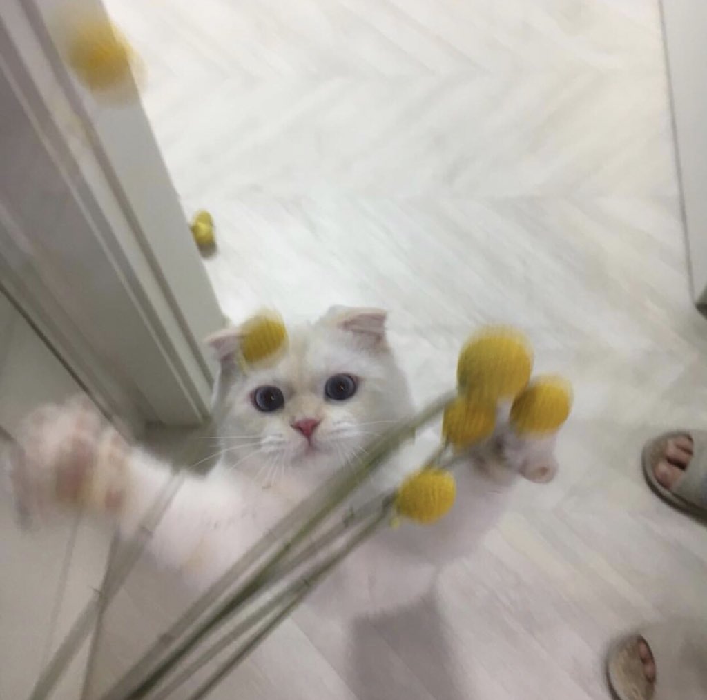 vibbowp's tweet photo. ซุนมูกับดอกไม้ https://t.co/JyQV0kF5Ic