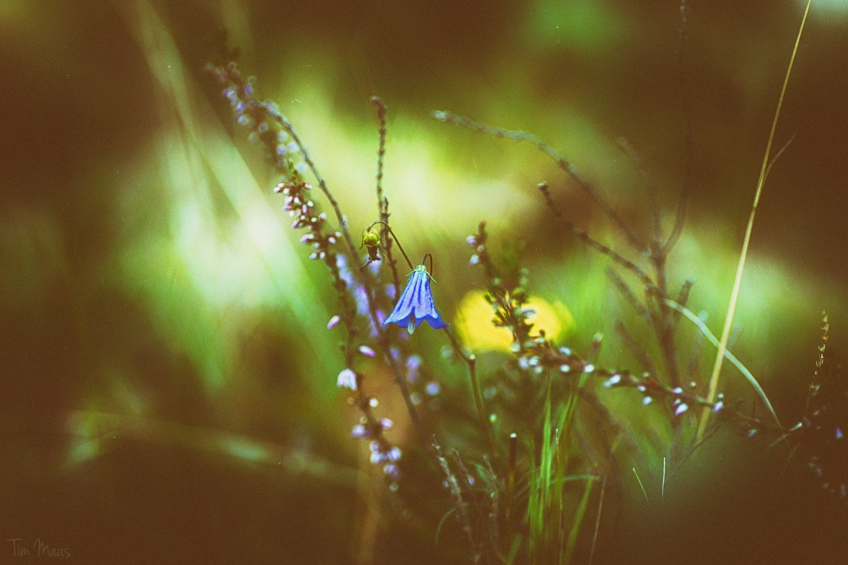 paaleiko's tweet image. Tagtäglich sitz ich
An deiner Wimpern blauem Ufer
Und angle die Melancholie.

(Ivan Goll)