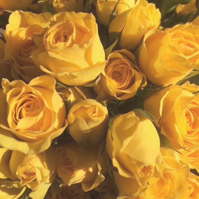 ShroudCosmetics's tweet photo. • OSHUN • a mustard yellow matte. The second of eight gorgeous shades from the #DivinityPalette, inspired by goddesses of love. https://t.co/2tQF4UCDu5