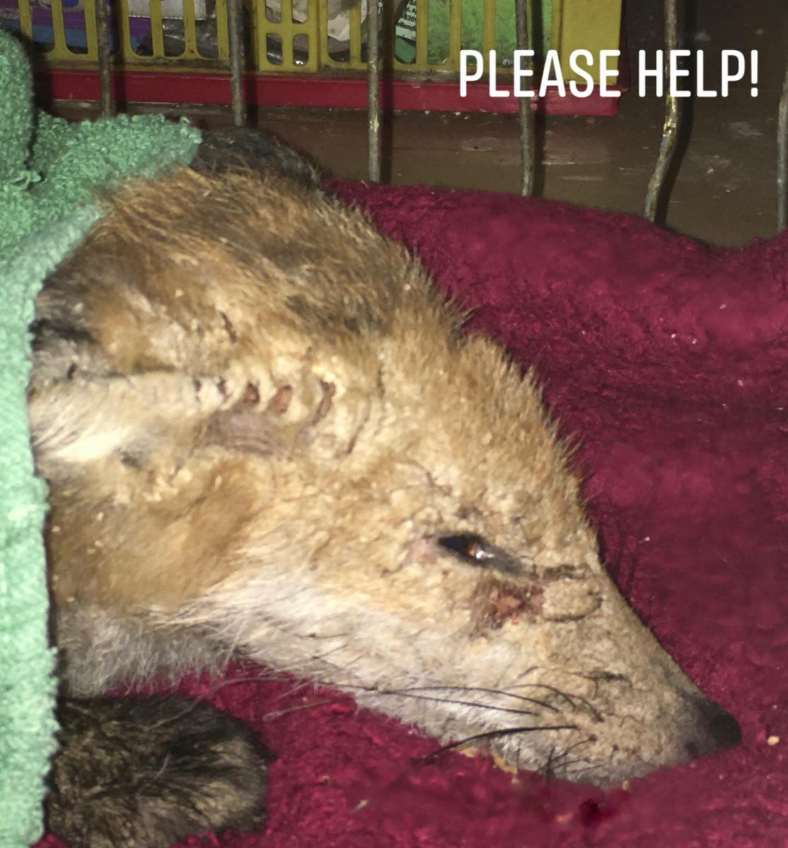 APPEAL - please join the fight & help KWRS manage the veterinary bills required to bring this poor lad back to health. As a minimum we need £450.00 so any donations however great or small are gratefully received: PayPal lorraine@kentwildliferescue.org.uk @boost4charity
